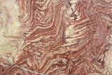 Polished Neoproterozoic Stromatolite (Conophyton) Slab #365853-1